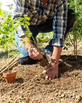 Close-up of farmer's hands planting tomato seedling in soil in organic field. Garden work in spring. Traditional agriculture.