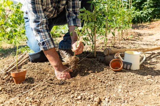 Close-up of farmer's hands planting tomato seedling in soil in organic field. Garden work in spring. Traditional agriculture.