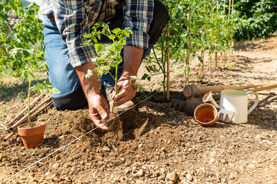 Close-up of farmer's hands planting tomato seedling in soil in organic field. Garden work in spring. Traditional agriculture.