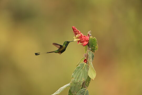 The Peruvian racket-tail (Ocreatus peruanus) is a species of hummingbird in the "brilliants", tribe Heliantheini in subfamily Lesbiinae.