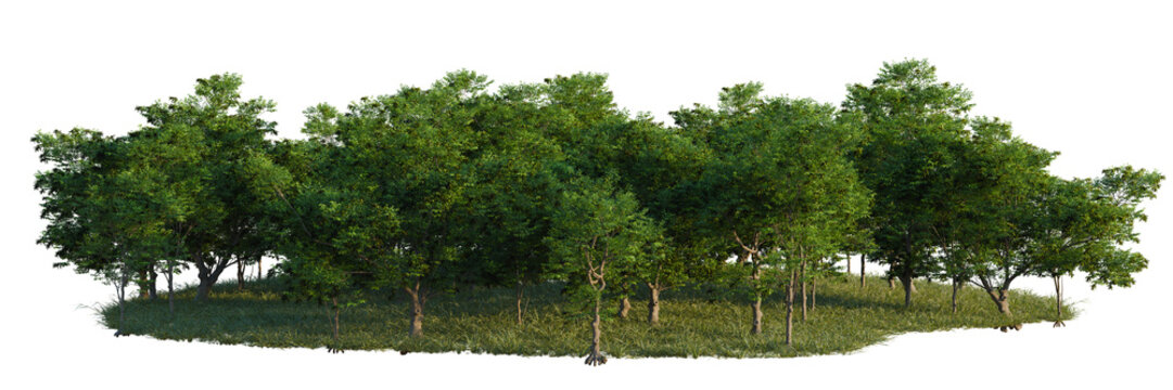 Fraxinus excelsior tree line, Forest Edge, Backdrop cutout, isolate transparent background, Dense Green Forest Patch with Lush Grass and Detailed Tree Canopies - Nature Element for Design