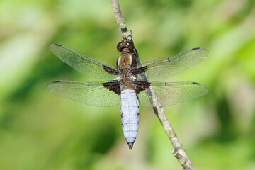 Male Broad-Bodied Chaser Dragonfly (Libellula depressa) Perched on a Branch, Top Down View, Macro Insect Photography © Badr