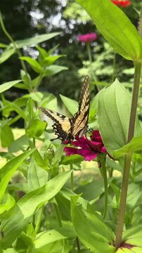 Black Swallowtail Butterfly Landing and Feeding on Pink Zinnia HD