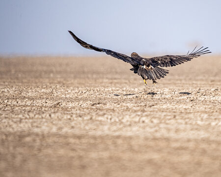 A Steppe eagle flying with vertical wings