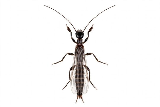 Embioptera Male Winged Webspinner Top View Isolated White Background