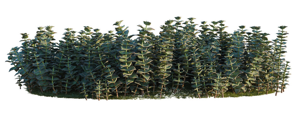 Crassula perforata tree shrub, plant bush, cutout, isolate transparent background, Dense collection of lush eucalyptus plants in a vibrant green garden setting, perfect for landscaping design.