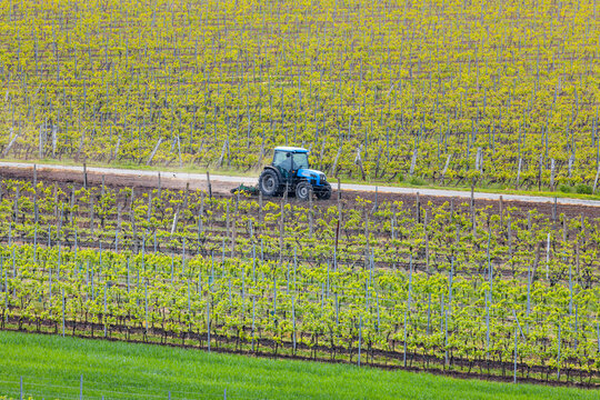 View of a blue tractor working in a vineyard with rows of grapevines in Brno, South Moravian Region, Czechia.