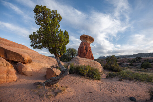 View of a unique hoodoo rock formation and a gnarled juniper tree in the desert landscape of Escalante, Utah, United States.