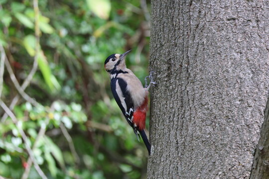 the male great spotted woodpecker (Dendrocopos major)