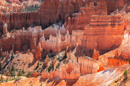 View of the iconic orange hoodoos and rock formations of Bryce Canyon National Park with scattered pine trees under bright sunlight in Bryce Canyon City, Utah, United States.