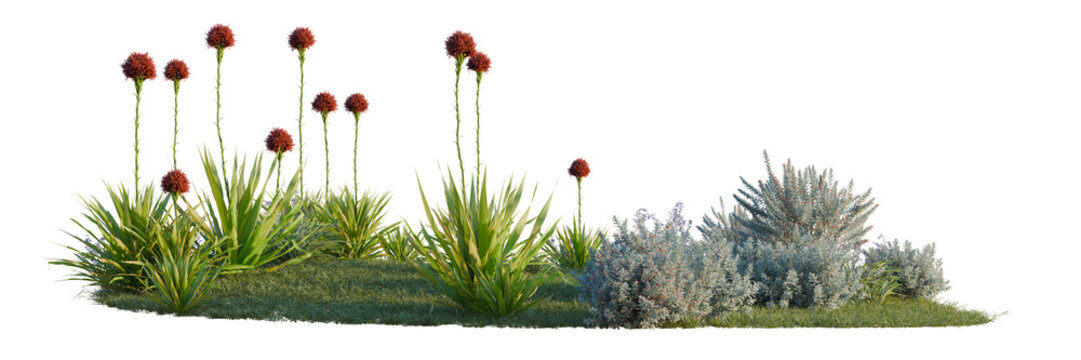 Dianella caerulea, Doryanthes excelsa and Eremophila gl tree line, Forest Edge, Backdrop cutout, isolate transparent background