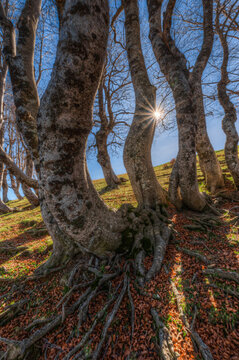 View of ancient beech trees with gnarled trunks and exposed roots in a forest during autumn with sunburst filtering through the branches in Ceppo, Abruzzo, Italy.