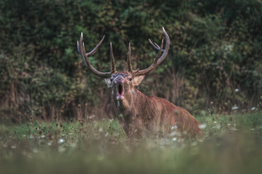 View of a majestic red deer stag with large antlers calling out in a meadow surrounded by lush greenery in Civitella Alfedena, Abruzzo, Italy.