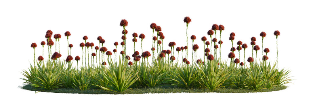 Doryanthes excelsa tree line, Forest Edge, Backdrop cutout, isolate transparent background, Detailed close-up of lush tropical foliage with vibrant red flower clusters against a dark background.