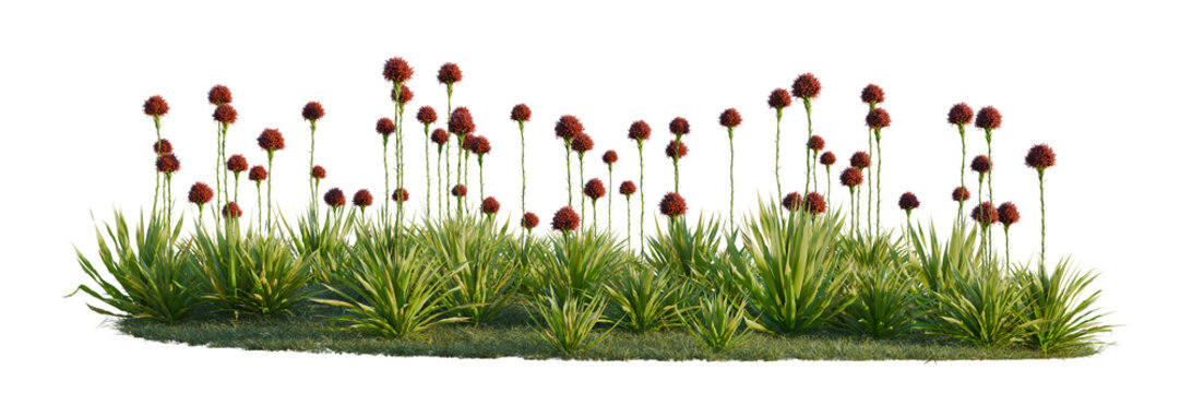 Doryanthes excelsa tree line, Forest Edge, Backdrop cutout, isolate transparent background, Vibrant Red Flower Bush with Lush Greenery - Perfect for Landscape Design and Natural Scenery