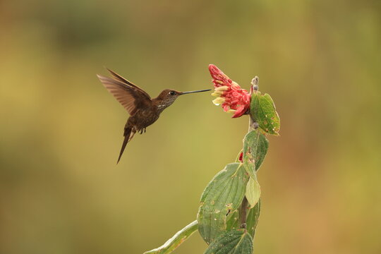 The bronzy inca (Coeligena coeligena obscura) is a species of hummingbird in the "brilliants", tribe Heliantheini in subfamily Lesbiinae. This photo was taken in North Peru.