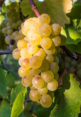 White grapes ripening on vine in vineyard © Georges_Flayols