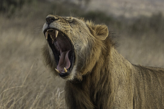 View of a male lion yawning with its mouth wide open, showing sharp teeth and tongue, set against the dry savannah grass of Nairobi National Park in Nairobi, Nairobi County, Kenya.