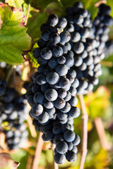 Ripe red grapes hanging on vine in vineyard © Georges_Flayols