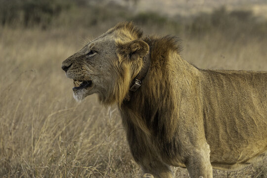 View of a male lion wearing a tracking collar standing in the dry grasslands of Nairobi National Park, Nairobi, Nairobi County, Kenya.