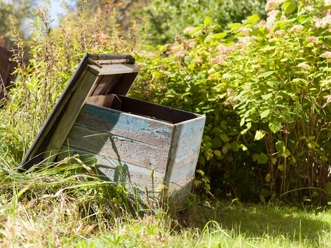 colony of bees dwindled away