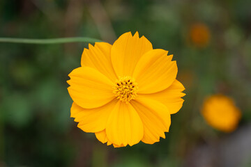 Obraz premium yellow flower in the garden