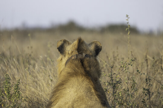 View of a lion wearing a tracking collar in the tall grass of Nairobi National Park in Nairobi, Nairobi County, Kenya.