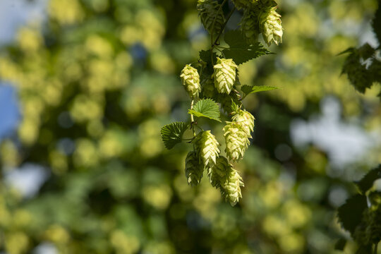 View of hop cones hanging from a vine at a hop farm in Murchison, Tasman Region, New Zealand.
