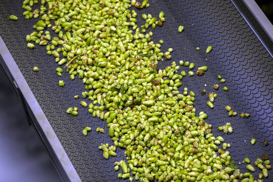 View of fresh green hops being processed on a conveyor belt at a hop farm in Murchison, Tasman Region, New Zealand.