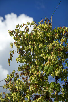 View of hop cones growing on vines at a hop farm in Murchison, Tasman Region, New Zealand.