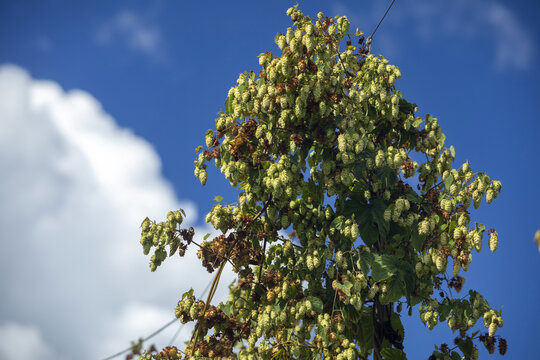 View of green hop cones growing on a vine at a hop farm under a bright blue sky with white clouds in Murchison, Tasman Region, New Zealand.