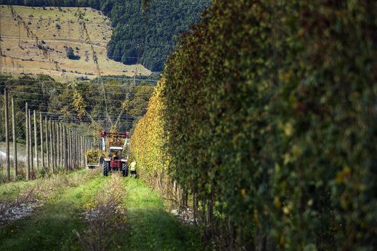 View of a tractor harvesting hops on a farm with tall vines on trellises and a worker in the field in Murchison, Tasman Region, New Zealand.