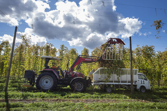 View of a red tractor harvesting hops into a white truck at a hop farm under a cloudy blue sky in Murchison, Tasman Region, New Zealand.