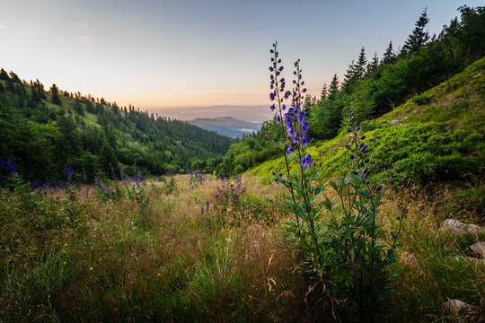 View of purple wildflowers blooming on the grassy slopes of the Giant Mountains with pine forests and a distant valley at sunset in Karkonosze County, Lower Silesian Voivod, Poland.