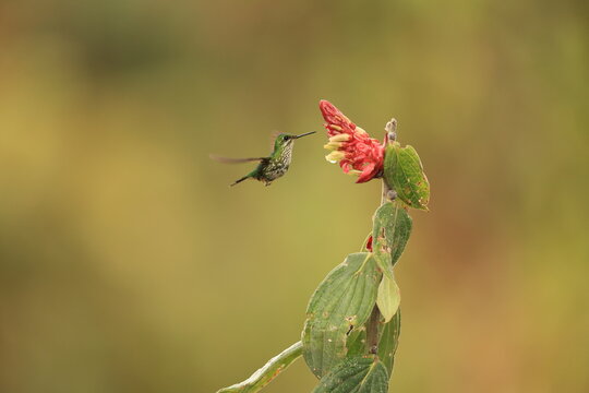 The Peruvian racket-tail (Ocreatus peruanus) is a species of hummingbird in the "brilliants", tribe Heliantheini in subfamily Lesbiinae.