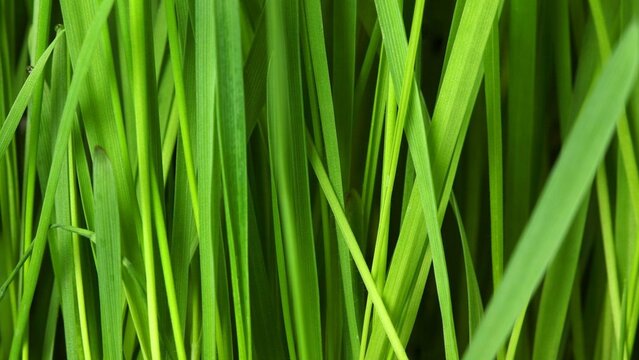 Abstract green grass leaf texture background. Close up of vibrant fresh lemongrass or paddy leaves pattern backdrop with copy space