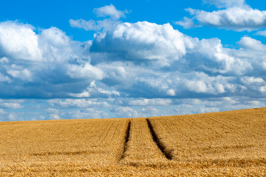 Golden wheat field with tractor tracks beneath dramatic cumulus clouds near Flamborough Head, East Yorkshire, England, in summer.
