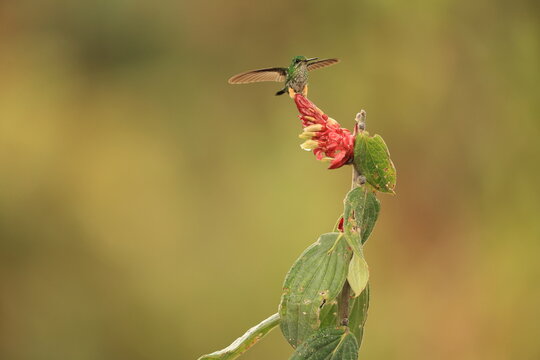The Peruvian racket-tail (Ocreatus peruanus) is a species of hummingbird in the "brilliants", tribe Heliantheini in subfamily Lesbiinae.