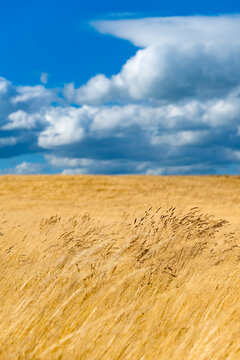 Golden grasses and farmland beneath towering cumulus clouds near Flamborough Head, East Yorkshire, England, in summer.
