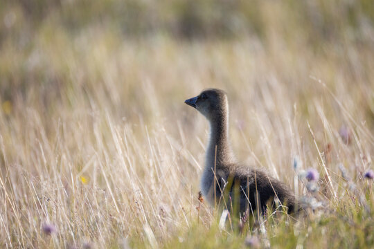 A small gosling stands in the grass. Close-up.