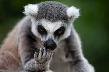 A portrait of a lemur against a green background, close‑up © Shchipkova Elena