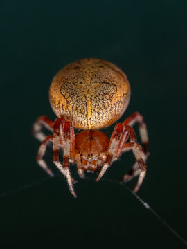 View of a detailed macro shot of a spider with a textured abdomen against a dark background in Hilo, Hawaii, United States.