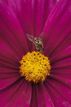 View of a hoverfly perched on the yellow center of a vibrant pink flower in Hilo, Hawaii, United States.