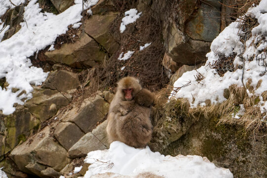 Japanese macaque monkey embracing baby among snowy rocks, Jigokudani, Japan