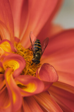 View of a hoverfly resting on the vibrant orange and yellow petals of a flower in Hilo, Hawaii, United States.