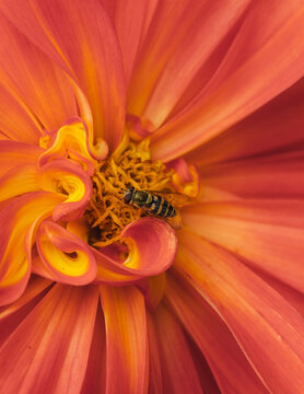 View of a hoverfly resting on the vibrant orange and yellow petals of a dahlia flower in Hilo, Hawaii, United States.