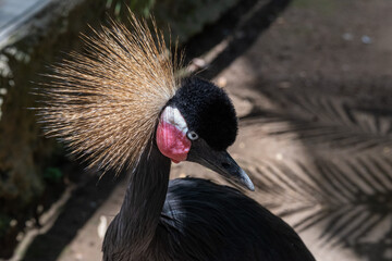 Fototapeta premium A striking close-up captures the Black Crowned Crane, showcasing its unique golden head feathers and vibrant pink skin pouch on its cheek.