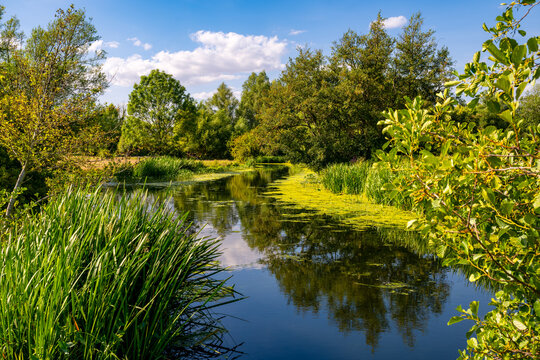 Lush summer scenery along the River Stour near Flatford in Constable Country, Suffolk, England, with reeds, trees and reflections on a sunny August day.