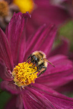 View of a bumblebee collecting pollen on a dark pink flower in Hilo, Hawaii, United States.