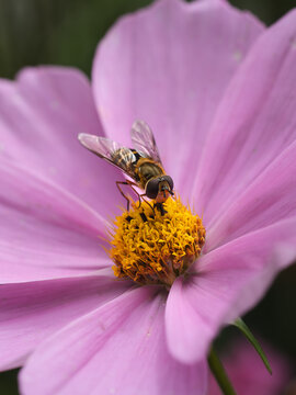 View of a hoverfly perched on the yellow center of a vibrant pink cosmos flower in Hilo, Hawaii, United States.